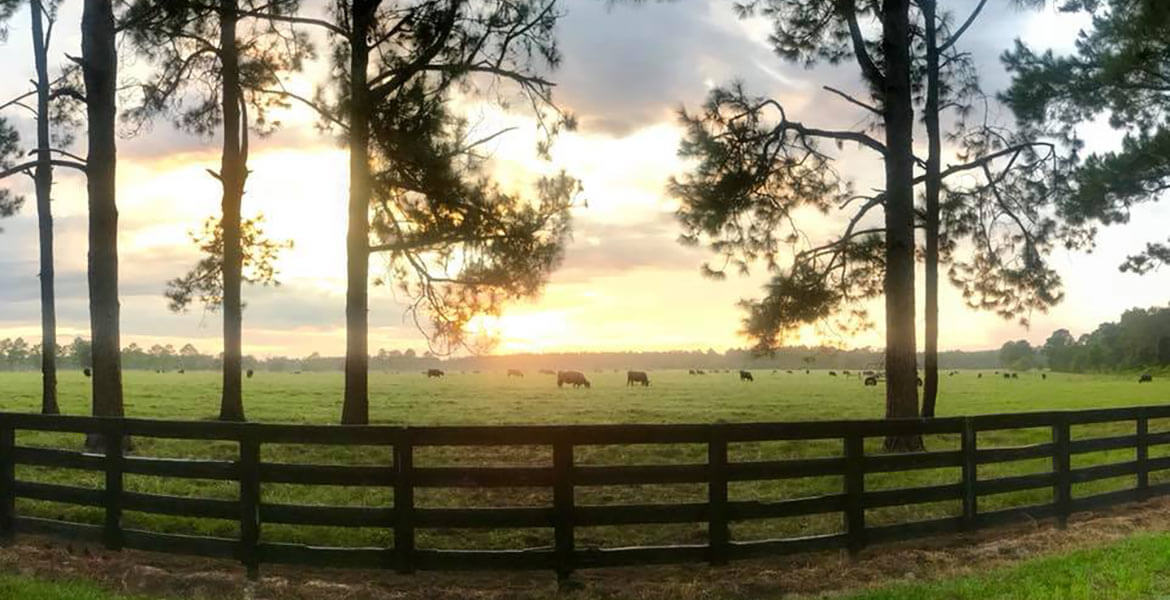 Cows in field sunset