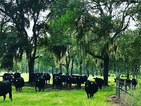 Cows in field with mossy trees