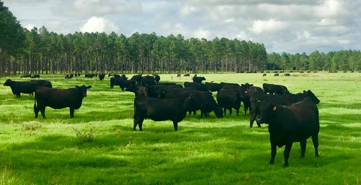 Cows in field with clouds and forest in background