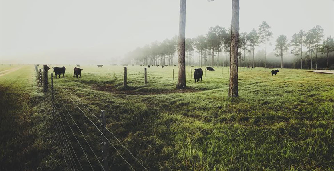 Cows in foggy field