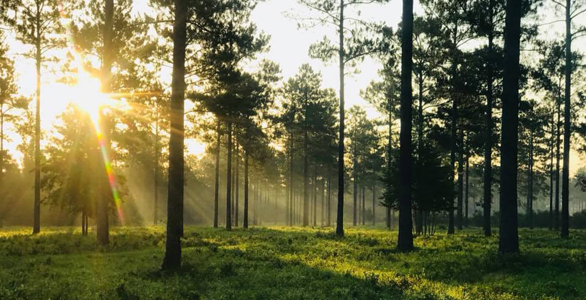 Forest with sun shining through