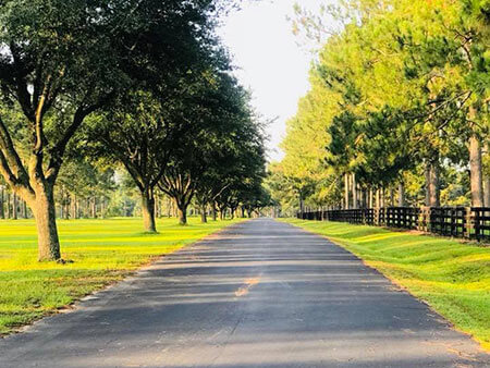 Tree lined driveway